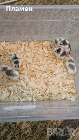 мини хамстери, снимка 5 - Хамстери - 53125229