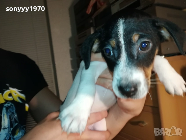 ЖЕНСКО КУТРЕ ДЖАК РЪСЕЛ 1310250645, снимка 15 - Джак ръсел териер - 52032852