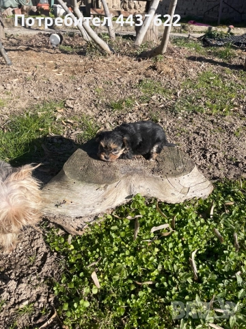 Йоркширски териери , снимка 3 - Йоркширски териер - 52965184