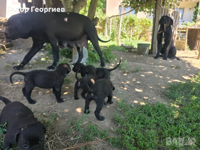  КЧЕТА КАНЕ КОРСО, снимка 7 - Кане корсо - 55778338