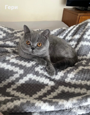 Британски котарак , снимка 2 - Британска късокосместа - 54358990