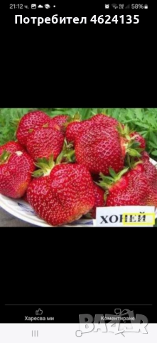 Продавам разсад ягоди , снимка 7 - Сортови семена и луковици - 52147373