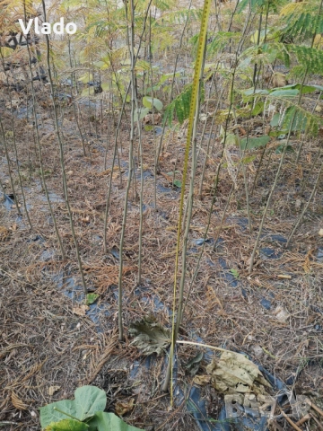 Албиция(Albizia), снимка 6 - Градински цветя и растения - 52443884