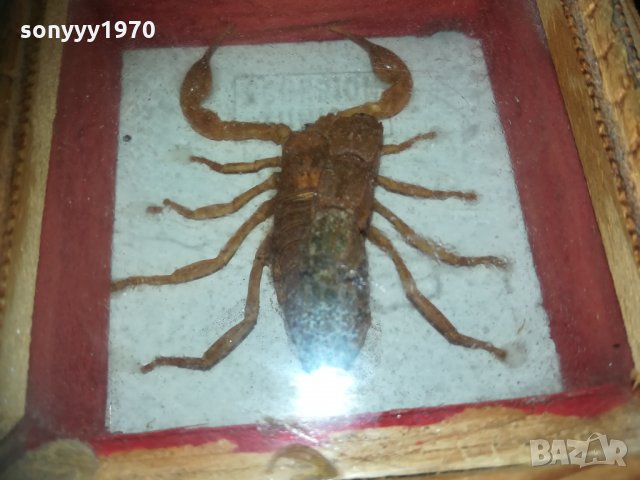скорпион-внос france 1910201740, снимка 7 - Колекции - 30478693
