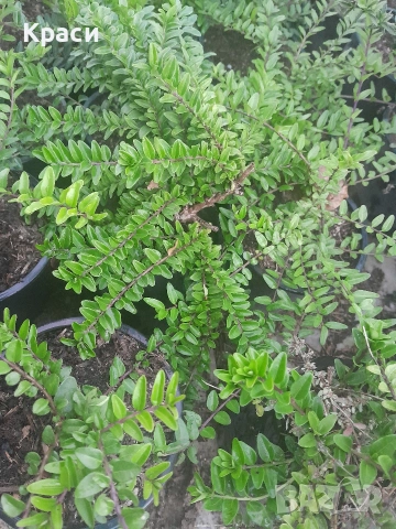 Зелена лонисцера., снимка 3 - Градински цветя и растения - 54228564