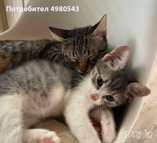 Макси търси своите хора, снимка 4 - Други - 56529483