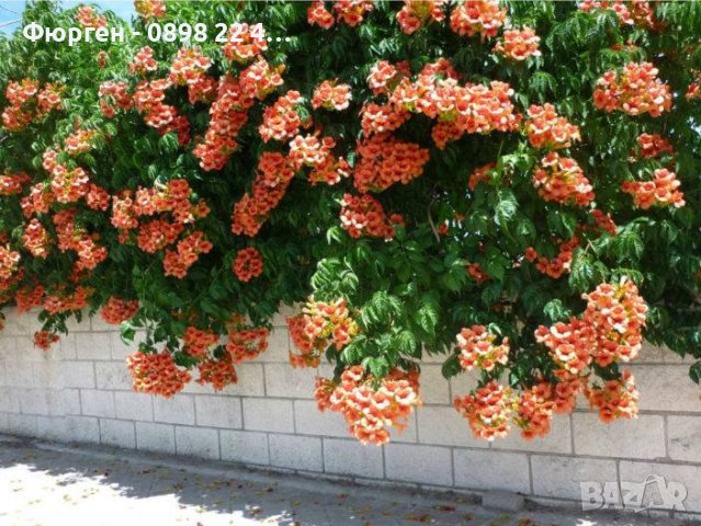 ТЕКОМА - КАМПСИС, снимка 3 - Градински цветя и растения - 30168153