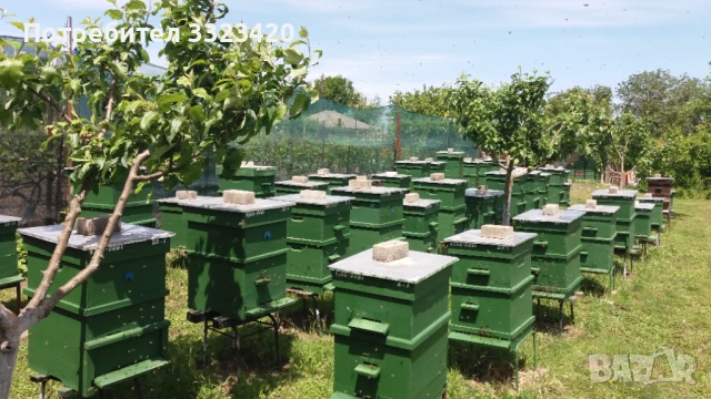продавам натурален манов пчелен мед, снимка 2 - Пчелни продукти - 50998862