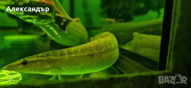 рибки и аквариум, снимка 4 - Рибки - 53109167