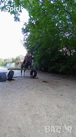 Ездитна арабска шагия Флика, снимка 10 - Коне - 51948635