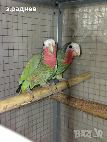Кубинска амазана двойка, снимка 6 - Папагали - 52127757