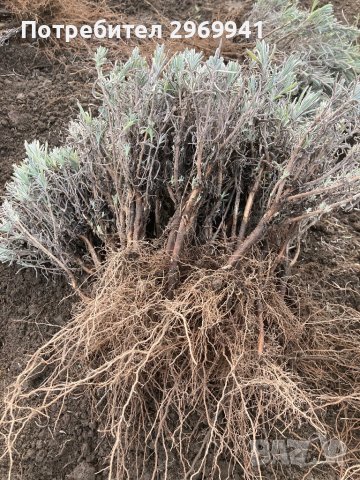  Разсад лавандула на едро и дребно, снимка 4 - Градински цветя и растения - 31696645