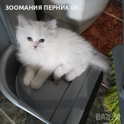 котета Регдол на 2месеца, снимка 3 - Други - 55997228