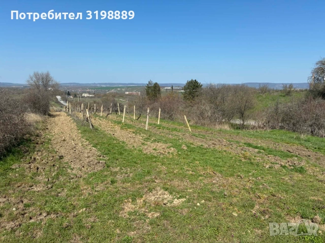 продавам лозе, снимка 5 - Земеделска земя - 54144914