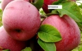   Ябълкa –  Фиданки подбрани сортове за богата и вкусна реколта, снимка 4