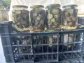 Домашни стерилизирани краставички , снимка 5