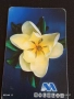 Две фонокарти серия ЦВЕТЯ ОРХИДЕЯ редки за КОЛЕКЦИЯ ДЕКОРАЦИЯ 48658, снимка 3