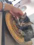 Подарявам малки котенца, снимка 10