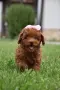 Той пудел Toy poodle, снимка 4