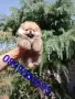 Мъжки мини Померан. , снимка 6