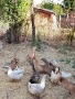Продавам патици , снимка 2