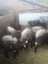 Мъжки агнета 22-25 килограма , снимка 3