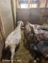 4 кози и чистокръвен англонубийски пръч , снимка 2