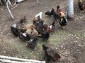 Катунски кокошки и петли , снимка 2