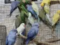 продвам малки алксандри, снимка 2