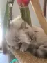 Шотлански котета, снимка 6