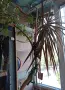 Драцена маргината Dracaena marginata, снимка 1