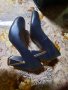 Тъмносини обувки на ток - естествена кожа, снимка 1 - Дамски ежедневни обувки - 42241353