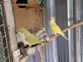 Ръчно хранени папагали монах, снимка 6