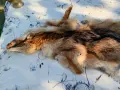 Кожи от лисица - естествени , снимка 13