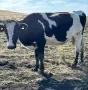 Продавам 11 Крави, снимка 10