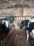 Продавам телета угоени , снимка 6