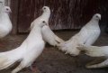 Бели гълъби старозагорски, снимка 3