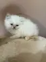 Персийско коте. , снимка 5