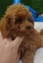 Той Пудел Poodle toy , снимка 3