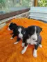 Чистокръвни бордър коли , снимка 3