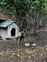 Белгийска овчарка, снимка 2
