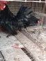 Декоративни кокошки, снимка 2