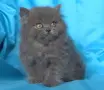 Чистокръвни Британски сини котенца, снимка 7