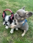 Френски булдог, снимка 6