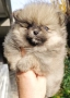 померан, мини померан , снимка 7