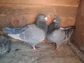 Продавам американски гиганти, снимка 3