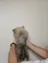 вълчи шпиц женско, снимка 3