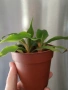 Хлорофитум Оранж Грин расад/Chlorophytum Orange Grimm, снимка 4