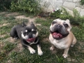 Чистокръвни френски булдочета, снимка 3