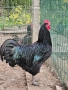 Австралорп,юнско петле  , снимка 3